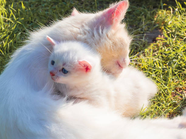 istock An affectionate white cat is hugging its small white kitten on the green grass, creating a tender family scene. The warm sunlight highlights their soft fur, showing the strong bond between mother and child. 2234276068