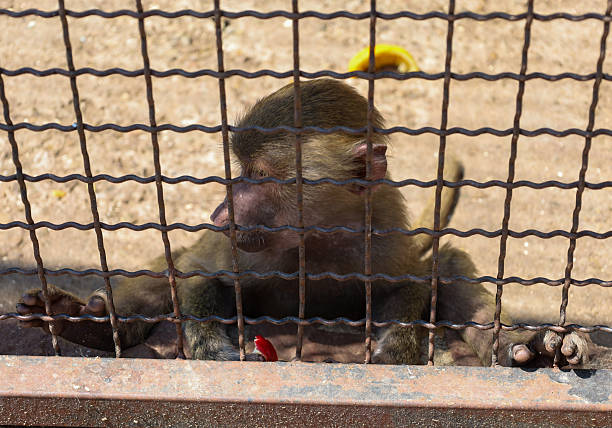 This shot features a small monkey in a cage, sitting forlornly against the mesh. Its expression evokes a sense of empathy and reflection on animals in captivity. This image is ideal for themes related to animal welfare, zoos, or freedom.