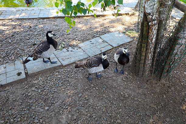 istock This shot features three Canada geese standing on a gravel path near a pond. Their distinctive black and white head and neck markings are clearly visible. 2234276627