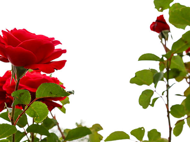 istock Delicate red roses with buds against a white background symbolize new beginnings, tenderness, and passion. 2234276685
