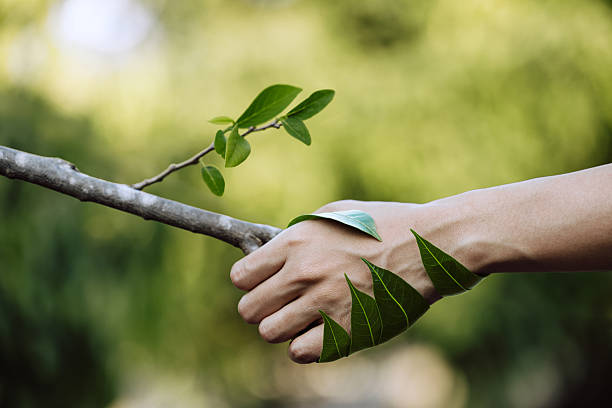 istock Human hand with leaves holding tree branch. 2234276694