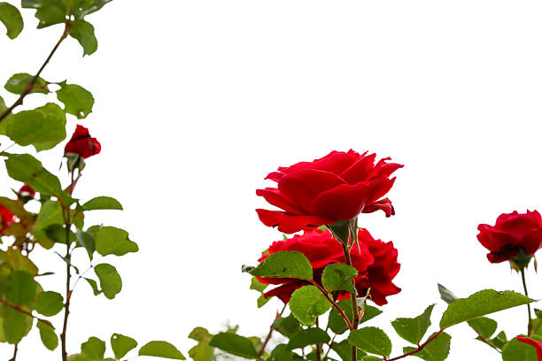 istock Lush red roses with vibrant green foliage elegantly bloom, creating a captivating contrast. This image is an ideal choice for themes related to nature, floristry, beauty, or romance. 2234276709