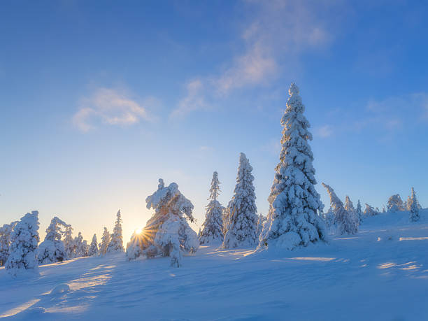 istock Winter landscape during sunset. Trees covered with snow. Sun rays through the trees. Lapland, Finland. Winter wonderland. Scandinavian countries. Background, wallpaper, postcards 2234279392