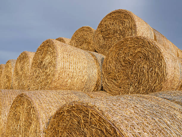 Large round bales of wheat straw