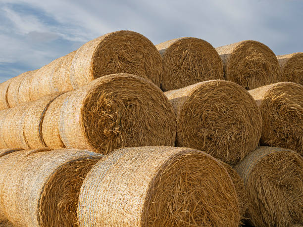 istock Large round bales of wheat straw 2234279768