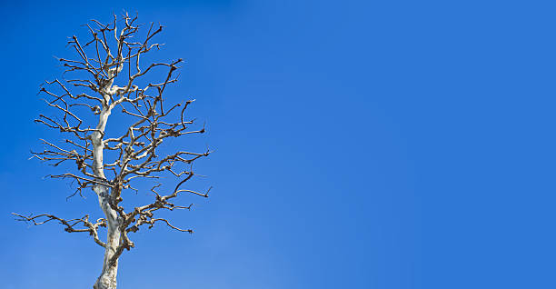 Leafless trees in winter with clouds and blue sky as a backdrop, natural background
