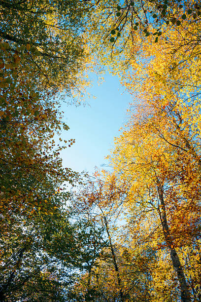 istock Colorful autumn trees form a circular canopy framing the clear blue sky above 2234280583