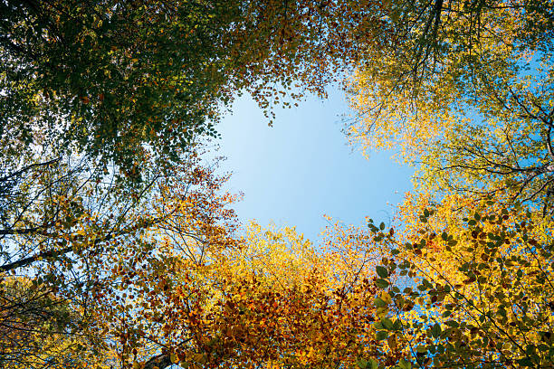 Looking up through a ring of colorful autumn leaves reveals a circular opening to the sky surrounded by vibrant foliage in shades of yellow orange and green creating a peaceful natural frame full of seasonal light and color