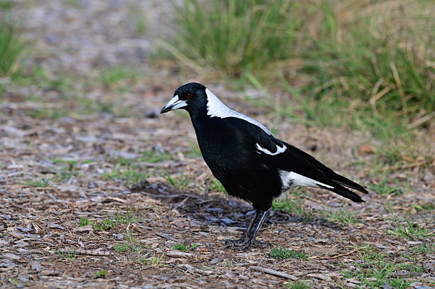 istock Magpie in Australian bush 2234281225