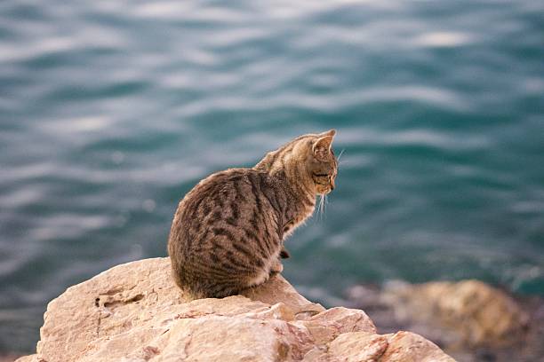 istock Small tabby side portrait next to the sea 2234281588
