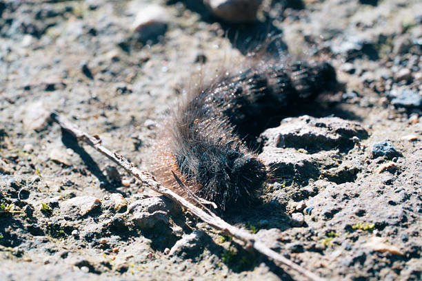 A closeup view of a dark furry caterpillar moving across a textured earthy path under natural light in an outdoor setting ideal to depict insect life forest wildlife or macro photography