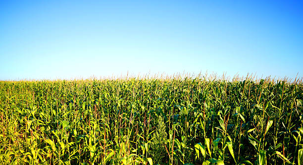 istock Corn field on sunset. Agricultural corn field on blue sky. 2234284082