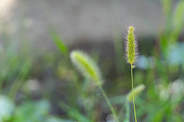 Close-up of green foxtail grass (Setaria viridis) with fine bristles, captured in natural light and shallow depth of field, perfect for botanical and nature-themed designs