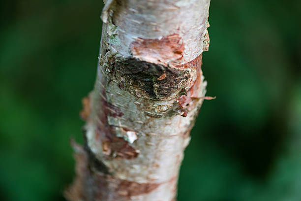 istock Part of a birch with damaged bark 2234284763