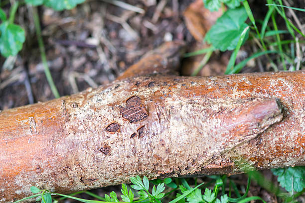 istock Dead branch of a tree with damaged bark 2234284767