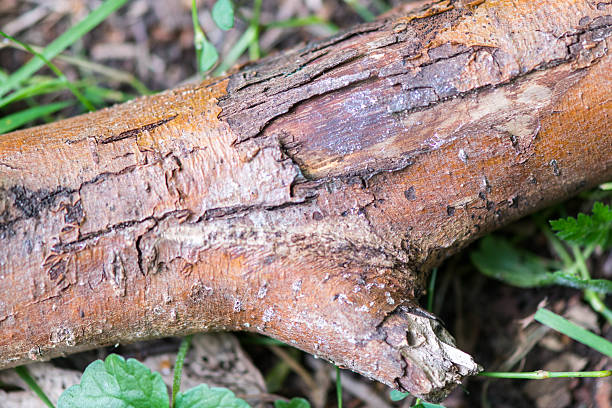 istock Fallen branch of a tree with damaged bark 2234284796
