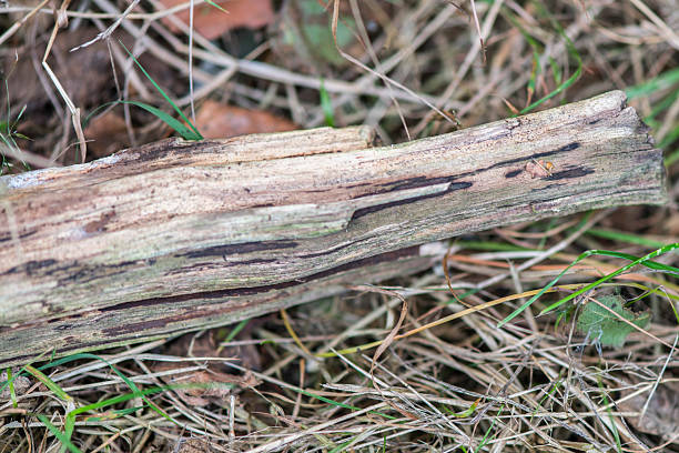 istock Part of a fallen dead branch of a tree 2234284961