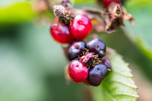 Close-up of unripe wild blackberries.