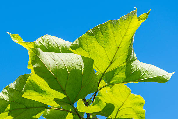 Close-up of leaves with their veins of a catalpa tree against a clear blue sky. The catalpa tree originates in Northern America but has been widely planted around the world.