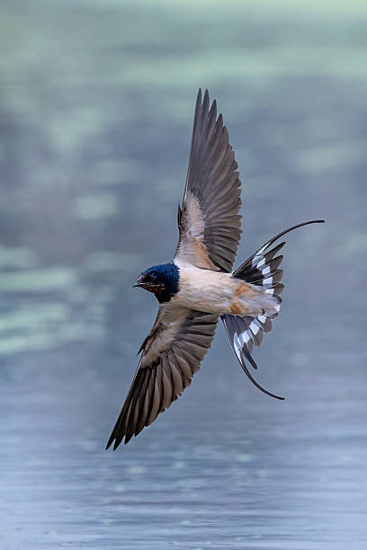 istock Birds flying over the lake 2234287897