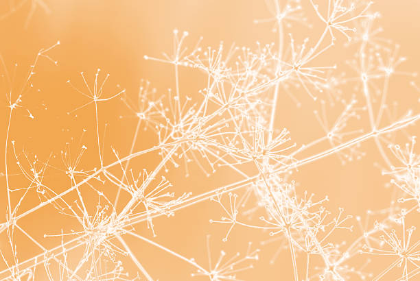 Dreamy blurred creamy orange gradient background with merging in a pale colored flower composition. Peaceful or serene backgrounds. Template banner. Frame with soft pastel floral pattern.