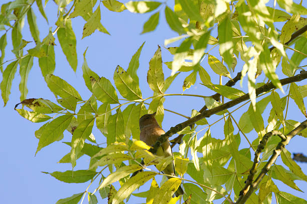 chaffinch between green branches high up in the tree, a chaffinch hidden on a tree with green leaves, blue sky in the background, songbird hidden between leaves, Fringilla coelebs
