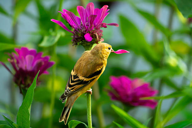 Goldfinch in a birch tree, Carduelis carduelis