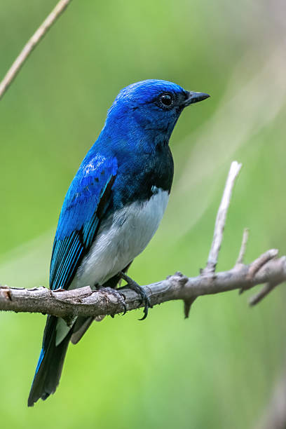 istock birds and flowers 2234291646
