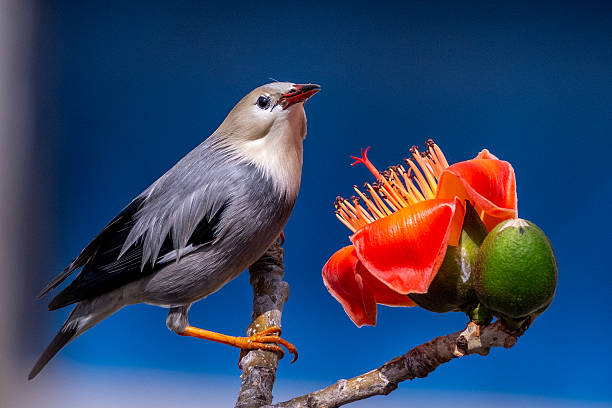 istock birds and flowers 2234291837
