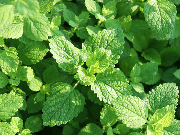 istock Green mint plant grow at vegetable garden 2234292190