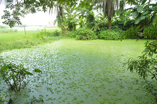 istock Serene pond covered with green duckweed surrounded by lush vegetation 2234293281