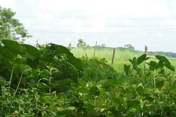 istock Lush Green Plants in a Dense Garden Setting With Large Leaves 2234293975