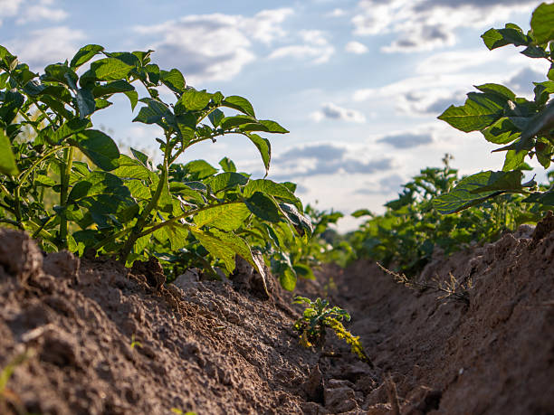 istock Green Potato Plants Growing in Rows Under a Sunny Sky During Late Afternoon 2234294057
