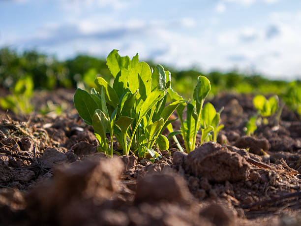 istock Green Sprouts Emerging in a Sunlit Agricultural Field During Springtime 2234294071