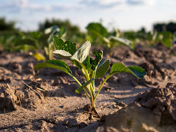 istock New Plant Growth Emerges in a Field Under Soft Sunlight During Late Afternoon 2234294079