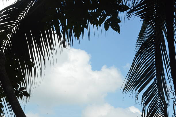 Beautiful various  tropical green palm tree, branches of various trees against the blue sky. Green leaves against the blue sky, the landscape of nature,