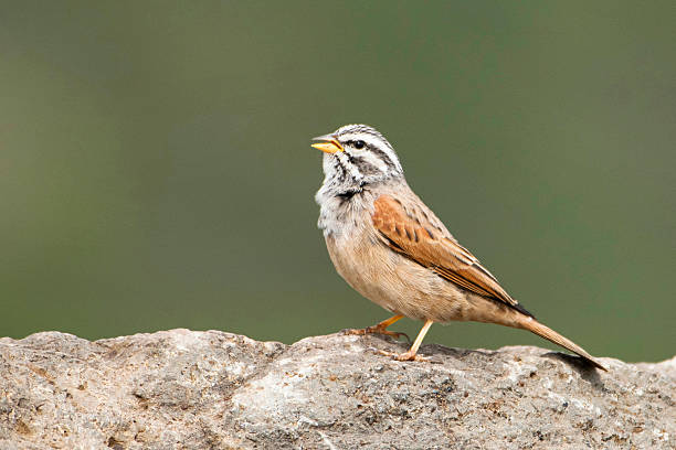 istock A Striolated Bunting (Emberiza striolata) spotted in Pune, Maharashtra, India. 2234295997