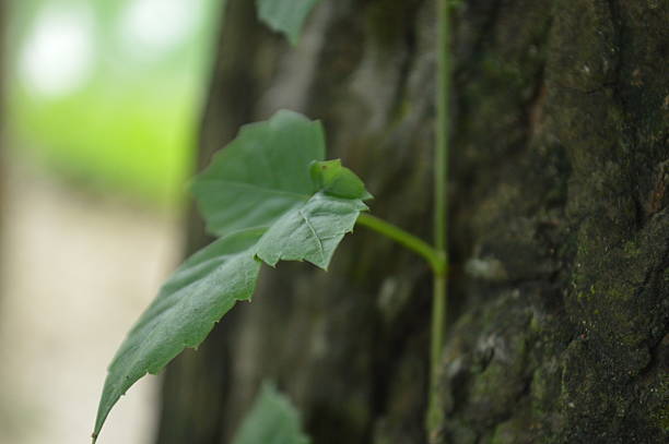 Green leaves on the bark tree with nature texture