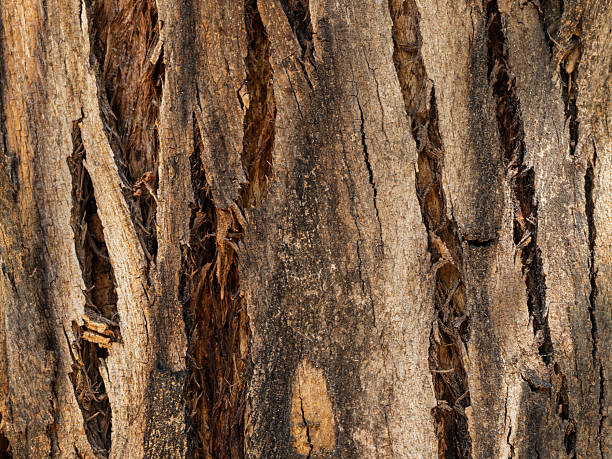 Close-up of the bark of a eucalyptus tree