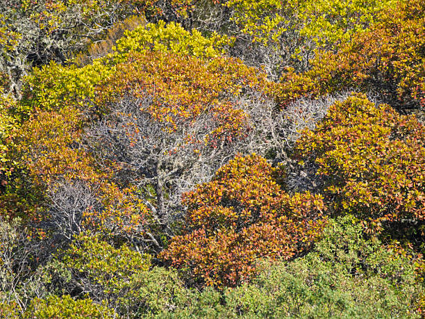Full frame of vegetation of tree branches