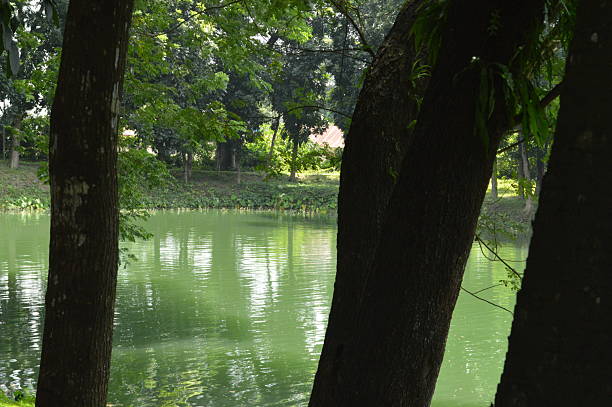 istock Peaceful green lake surrounded by trees and lush vegetation 2234299990