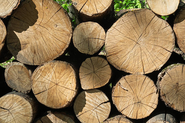 istock Detailed texture of tree trunks in woodpile 2234300666