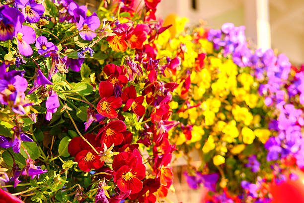 istock Vibrant Bloom of Multicolored Pansies 2234300673