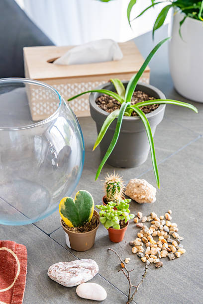 istock Natural materials and decorative elements prepared for creating a closed terrarium or glass ecosystem. Concept of DIY plant design, eco-conscious living and creative home projects. 2234301024