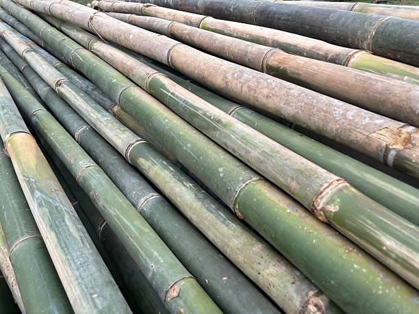 Green bamboo stalks in an angled arrangement creating natural patterns and textures suitable for Asian themes natural architecture construction and eco-friendly building projects raw material