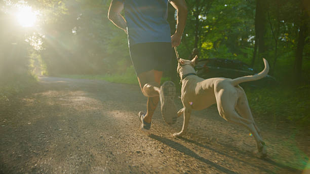istock Man Running with his Dog on a Trail in a Forest at Sunset 2234304024