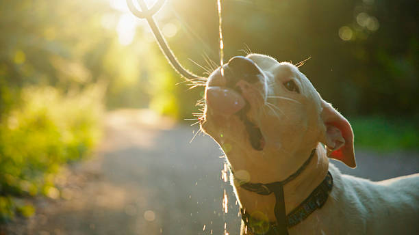 White Dogo Argentino Dog Lapping Water from a Stream of Liquid on a Forest Path During Golden Hour. Refreshing Moment in Nature with Warm Sunlight in the Background