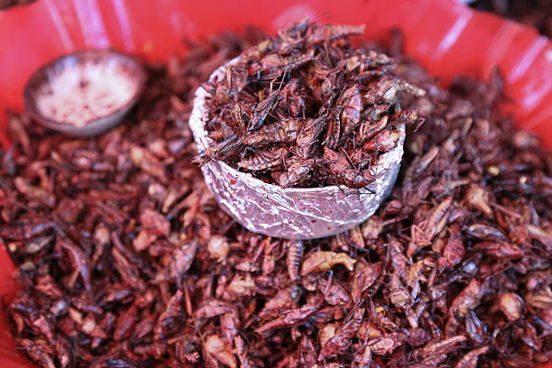 istock Fried Grasshoppers (Chapulines) in Oaxaca, Mexico 2234304484