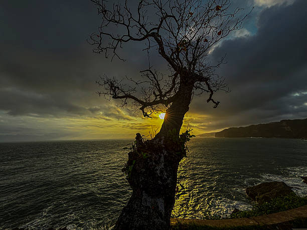 istock Sunset Over Ocean with Silhouette Tree and Golden Reflection 2234305825
