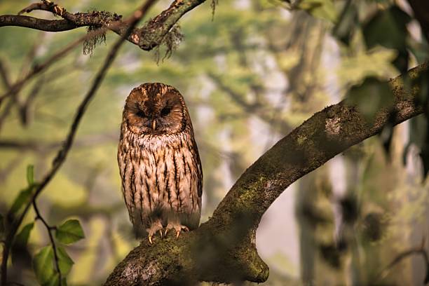 Barred owl on a mossy branch with blurred green foliage in a forest